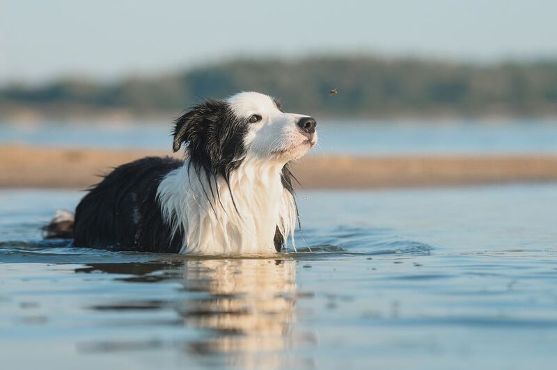 Купание на рассвете фото превью
