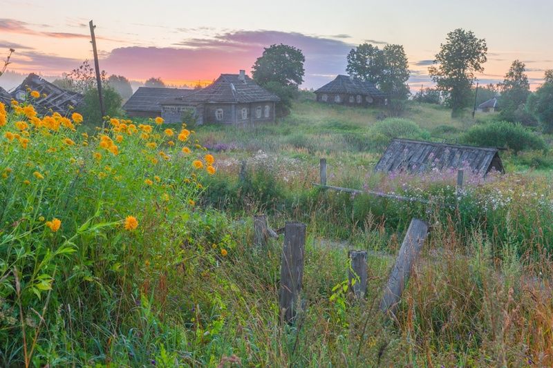 Рудбекия фото превью