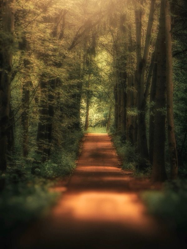 пейзаж, landscape, nature, природа, лето, summer, forest, лес, закат, sunset *** фото превью