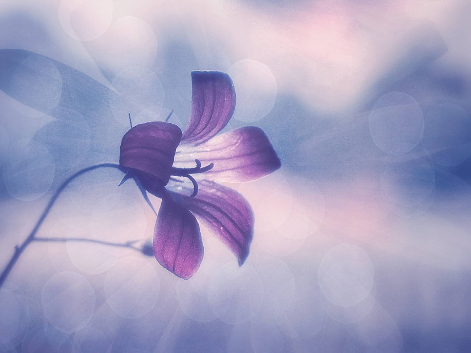 колокольчик цветок, Вера Ра