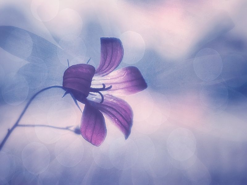 колокольчик цветок Колокольчик звенит... фото превью