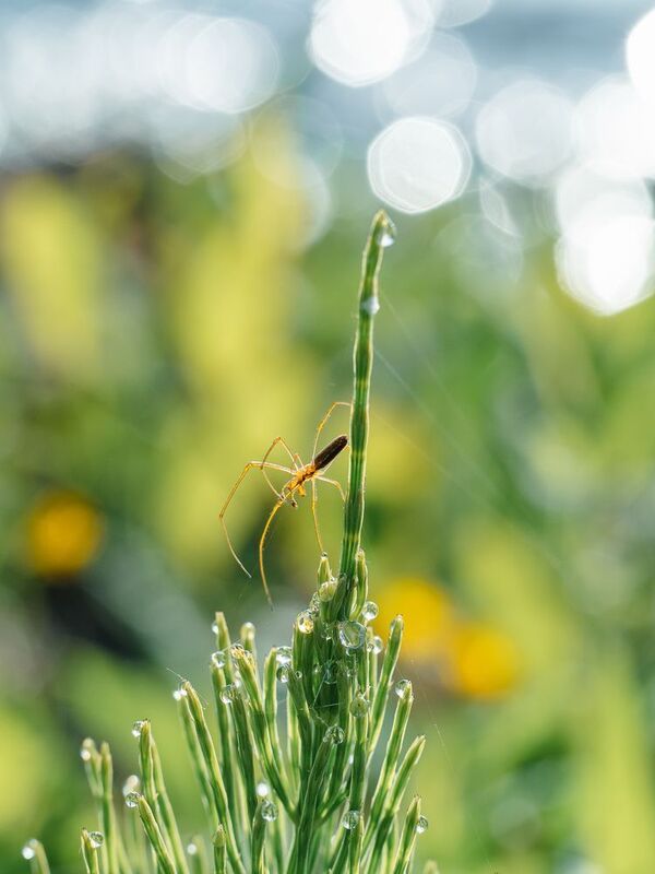 Утренняя прогулка фото превью