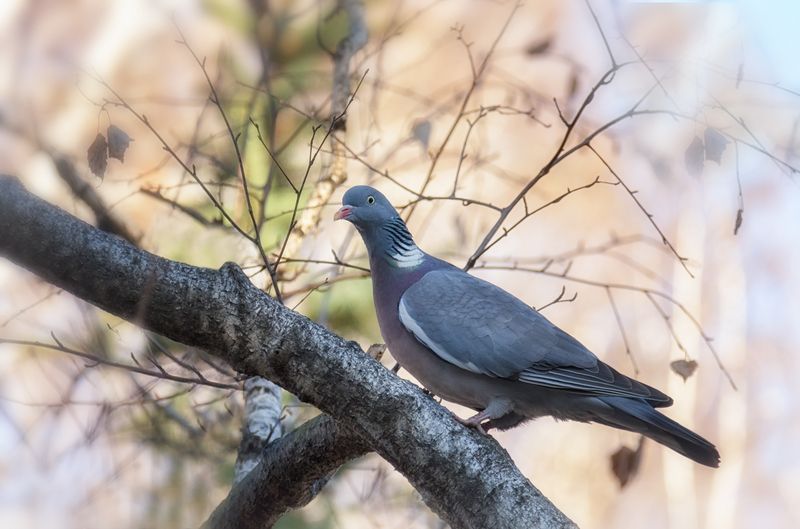 птица, вяхирь, Вяхирь (2 ФОТО) фото превью