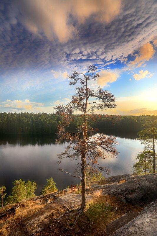 Там, где сосны обнимают кронами небеса фото превью