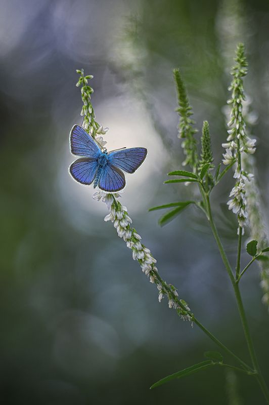 * фото превью