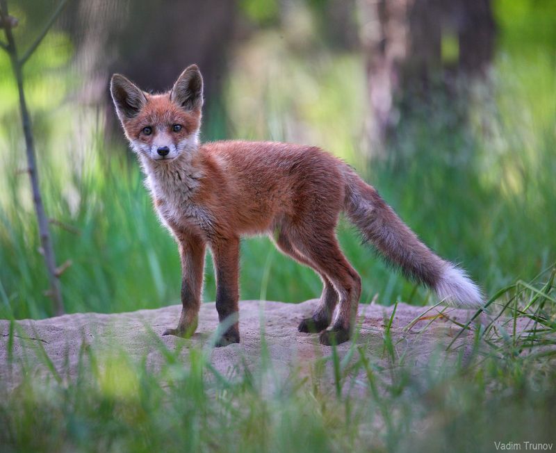 лисёнок, лиса,  fox Лисенок фото превью