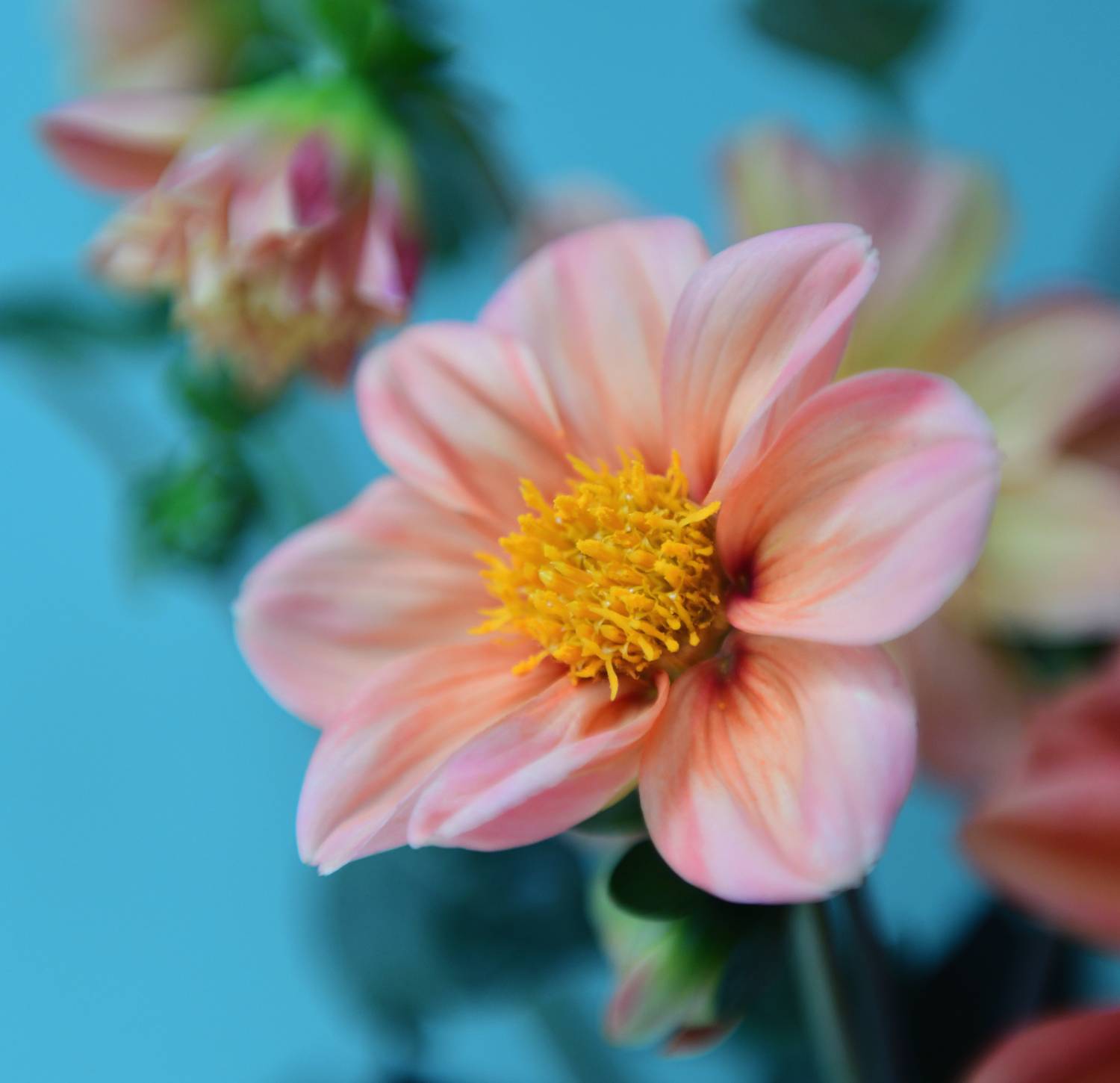 , Божена Пучко