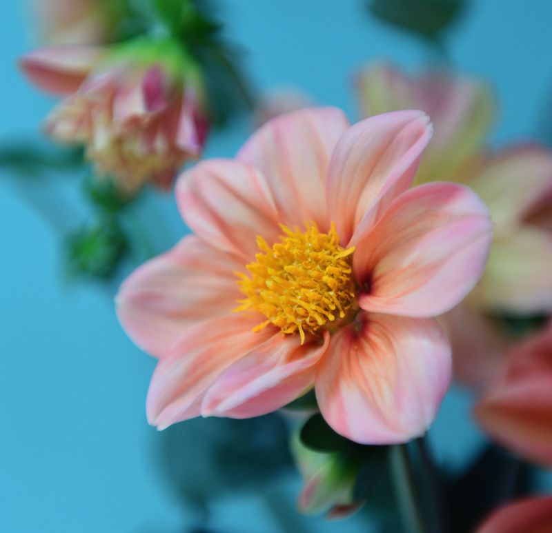 Цветы фото превью