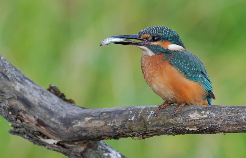 зимородок, птицы, весна, лето, фотоохота, рыба, рыбалка  фото превью