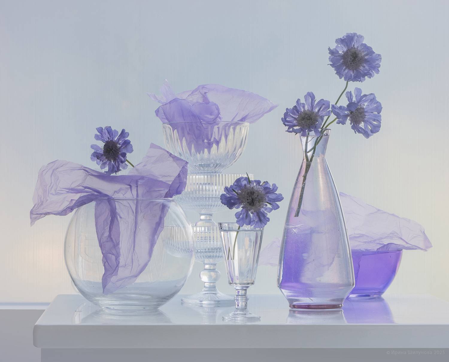 , Шипунова Ирина