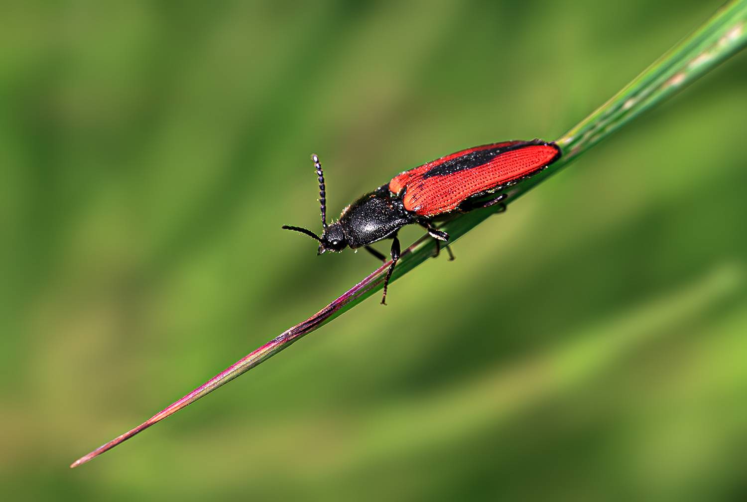 насекомые, жук, щелкун, лето, июнь, Борис Новиков