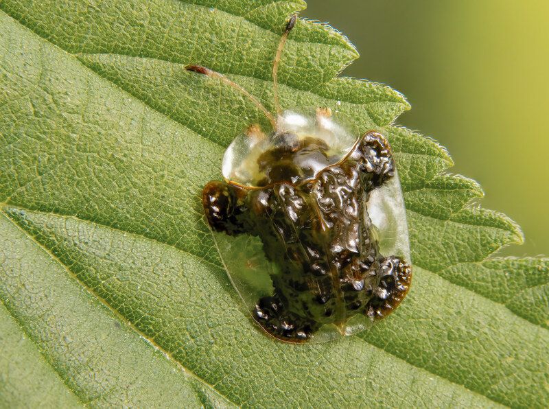 Clavate Tortoise Beetle (adult) фото превью