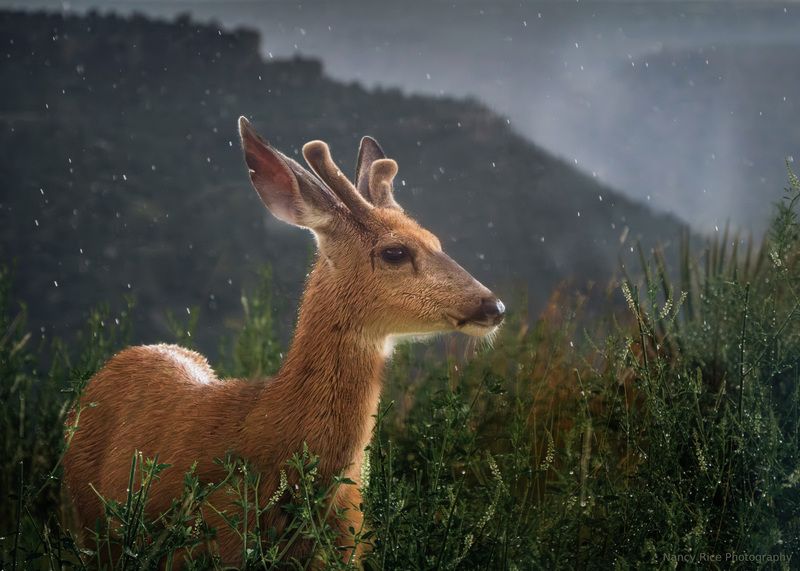 In the rain (Под дождём) фото превью