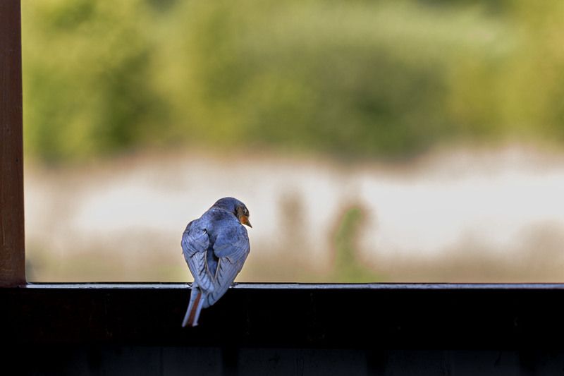уйду я от вас... фото превью