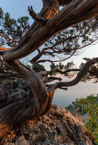 Крымское дерево