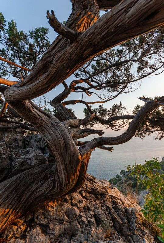 Крымское дерево фото превью