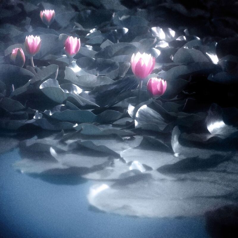 нимфея, пруд, август, цветы Утром ранним. фото превью