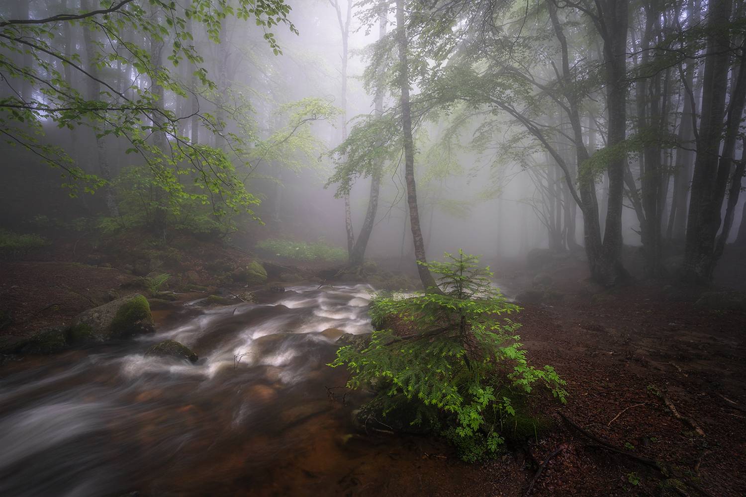 landscape, nature, scenery, forest, wood, mist, misty, fog, foggy, river, longexposure, mountain, rocks, vitosha, bulgaria, туман, лес, Александър Александров