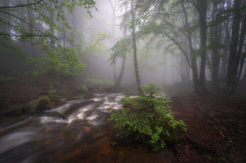 Foggy Vitosha in green