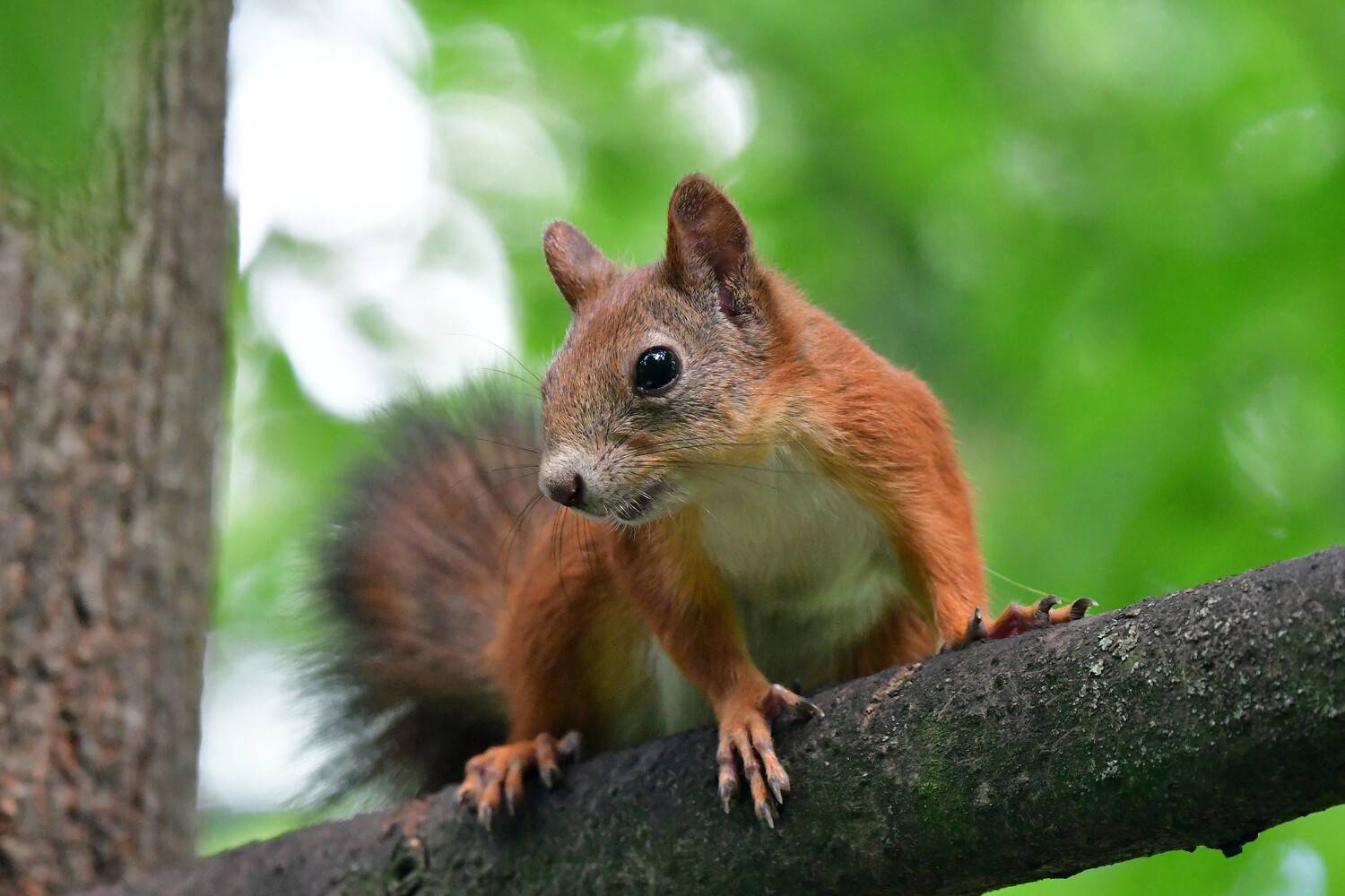 , Корнейчук Игорь