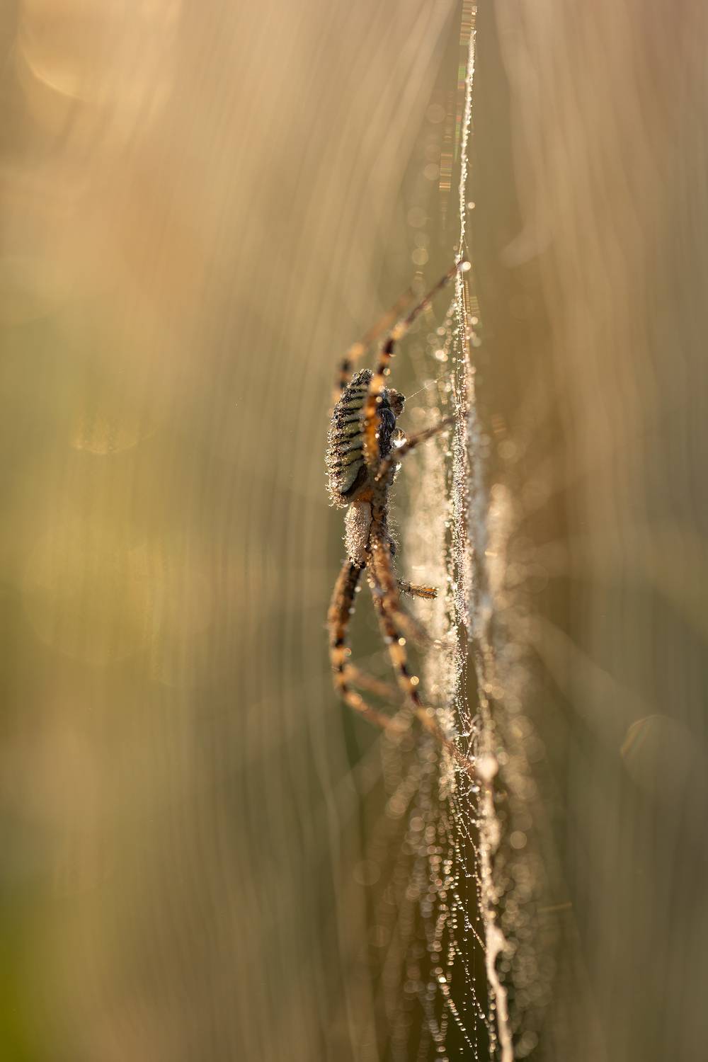 природа, макро, дикая природа, рассвет, паук, nature, wildlife, canon, Пронин Денис