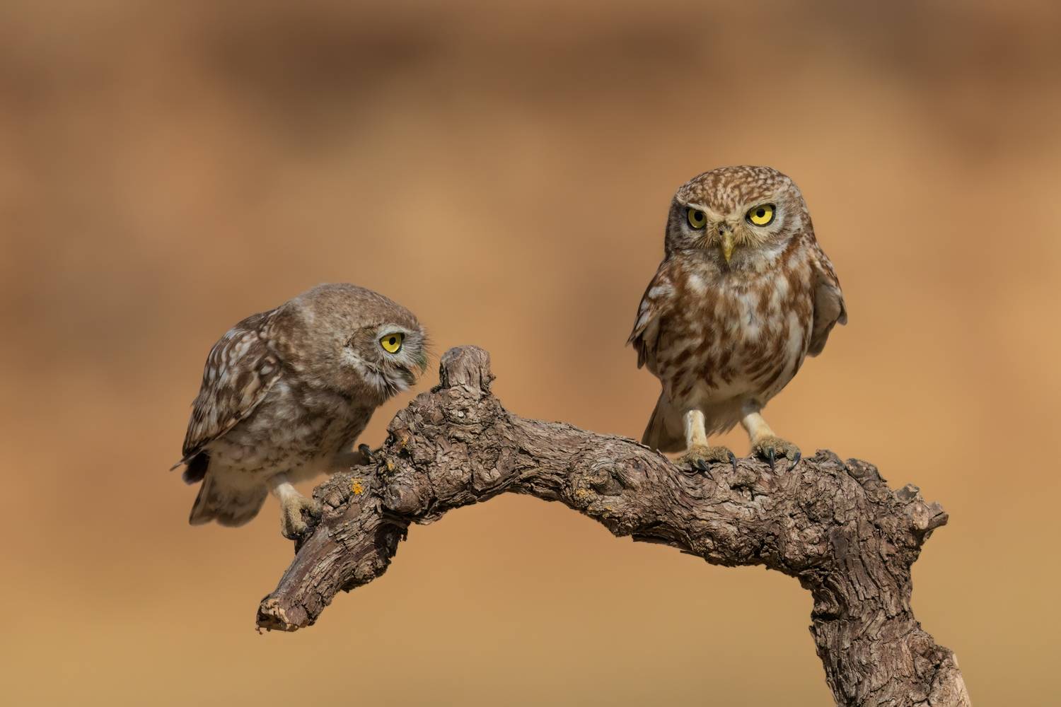 , Фруман Евгений