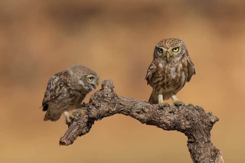 Строгая мама фото превью