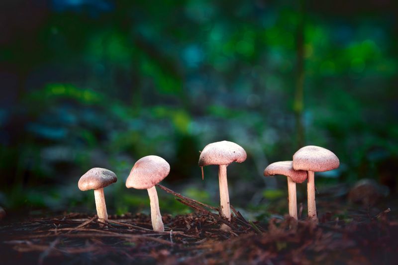 Грибочки фото превью