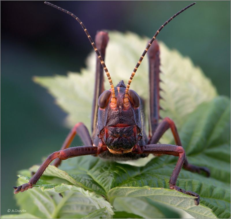 Мордашка фото превью