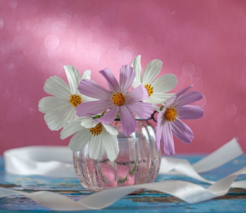 Космеи фото превью