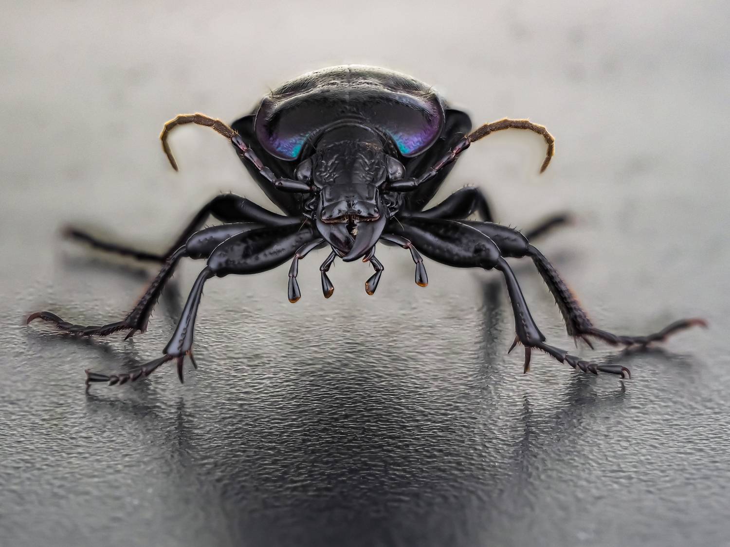 , Олег Савицкий