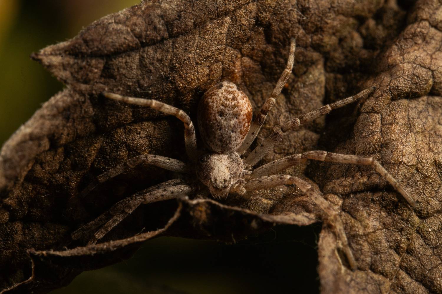 , Ольга Таланцева