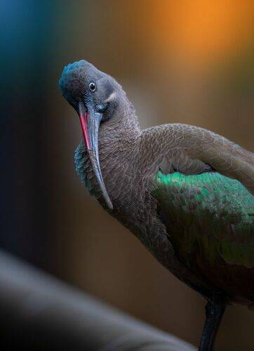 Curious Hadada Ibis