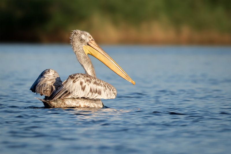 Кудрявый пеликан фото превью