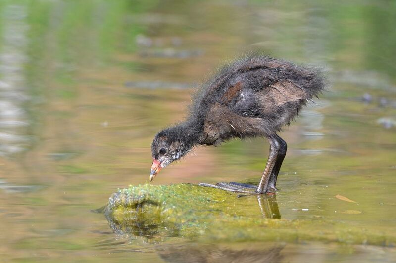 *Цыплёнок камышницы фото превью