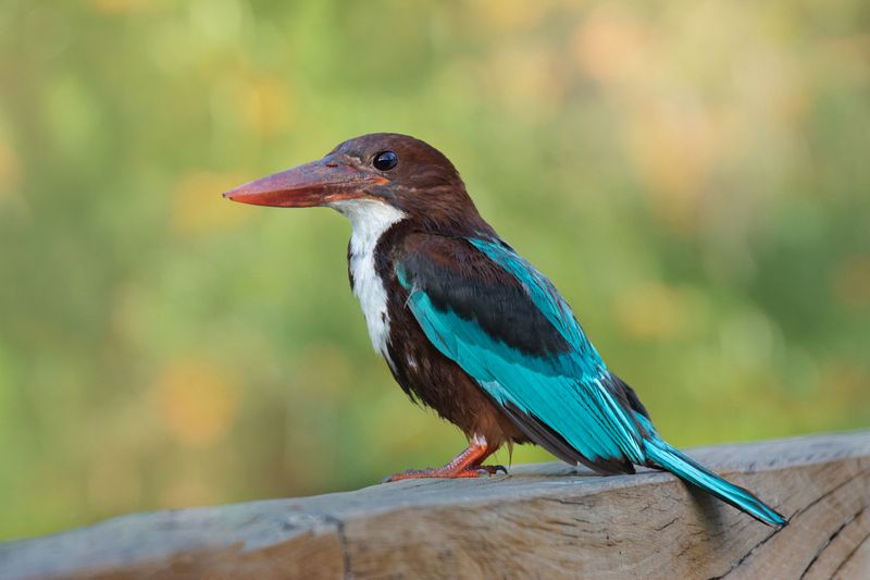 *Зимородок белогрудый фото превью