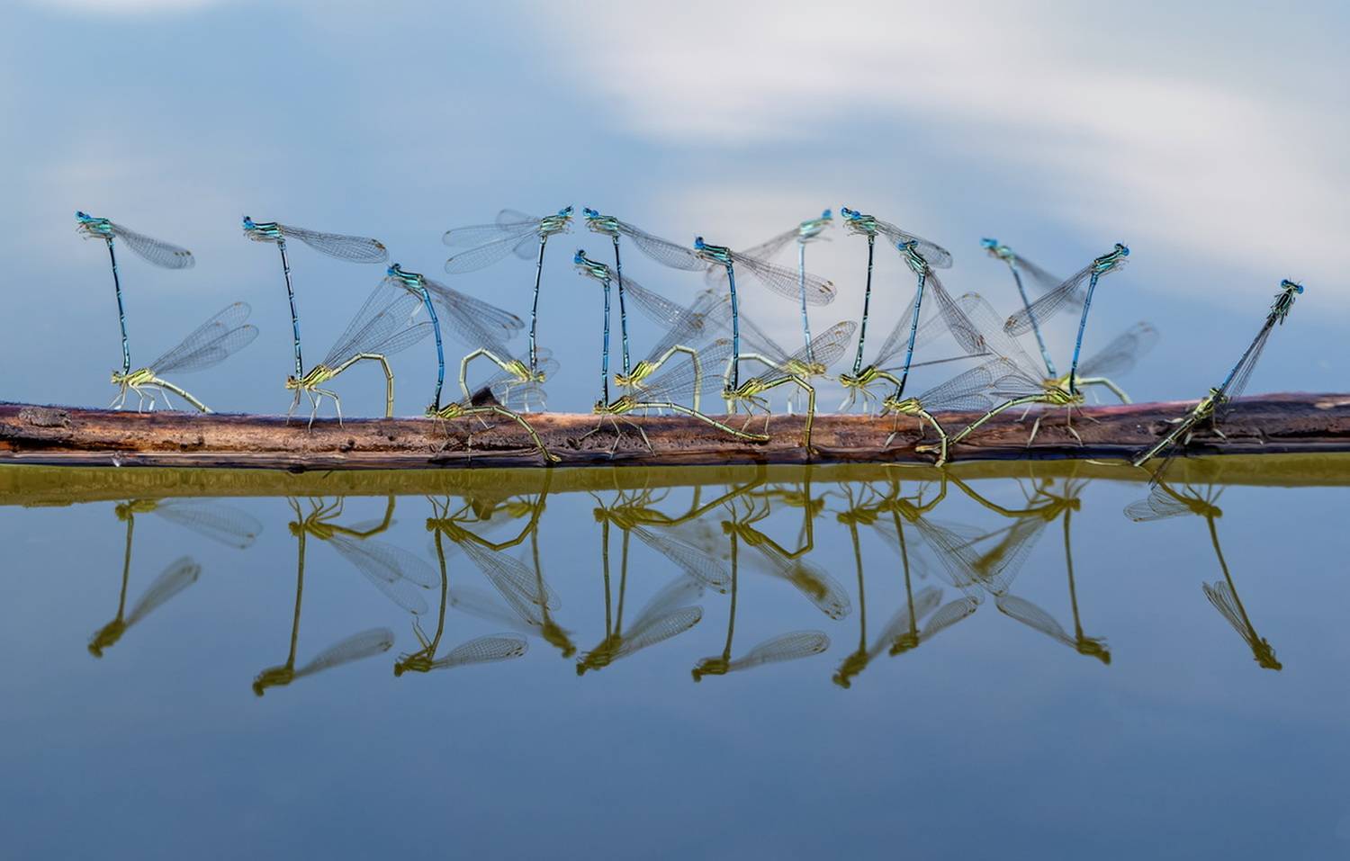 стрекоза, Наталья