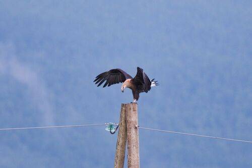 Визит короля