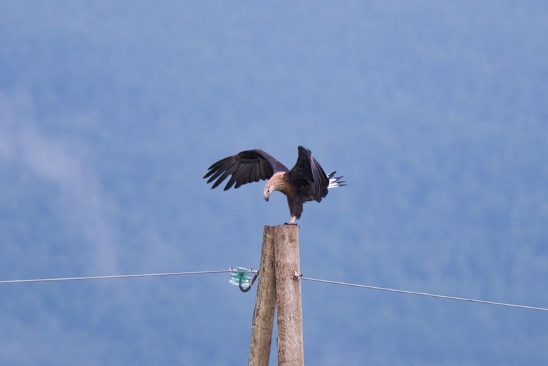 орлан, долгохвост/pallas\\\\\\\'s, sea-eagle Визит короля фото превью