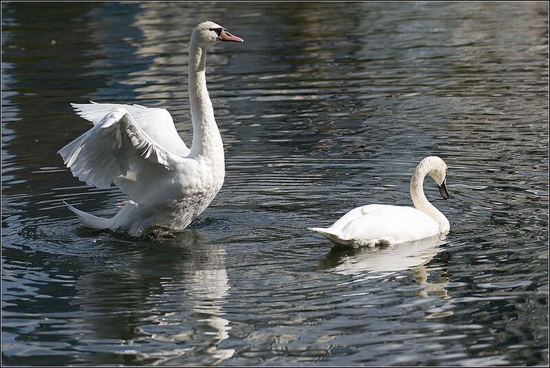 москва, август, парк, пруд, птицы Лебеди-шипуны фото превью