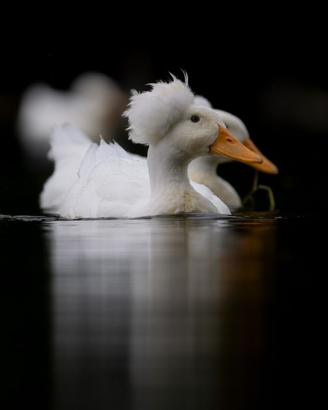 птицы, утка, хохлатая утка  фото превью