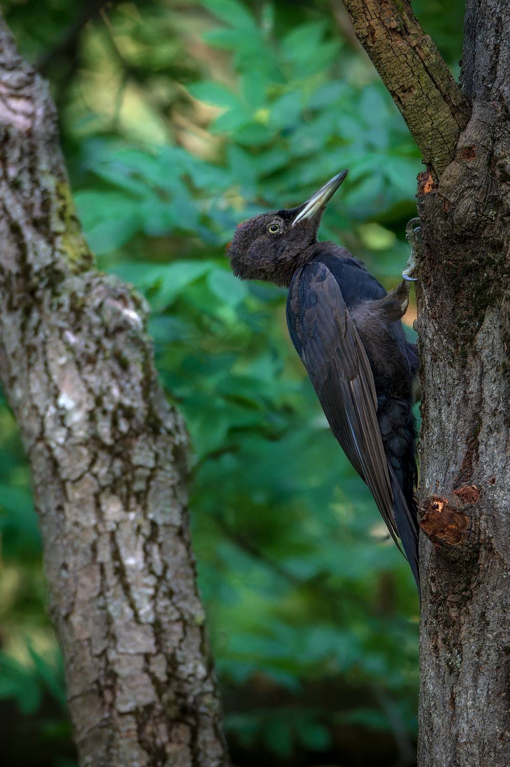 , Сергей Тихомиров