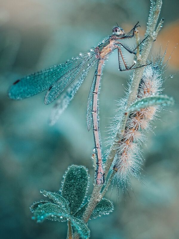 О нежном фото превью