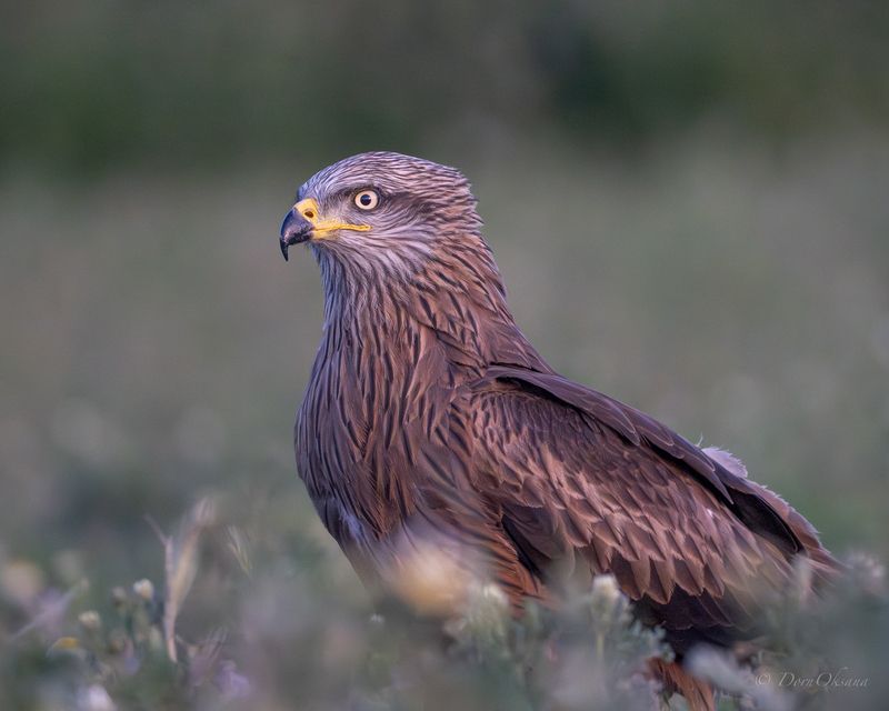 black kite, raptors, bird of prey, birds, predators, черный коршун, хищники, птицы Серьезный настрой фото превью