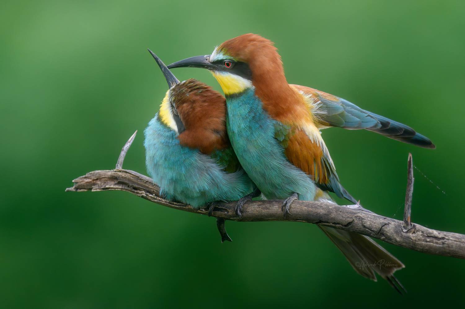 wildlife,bee-eater, Плеханов Александр
