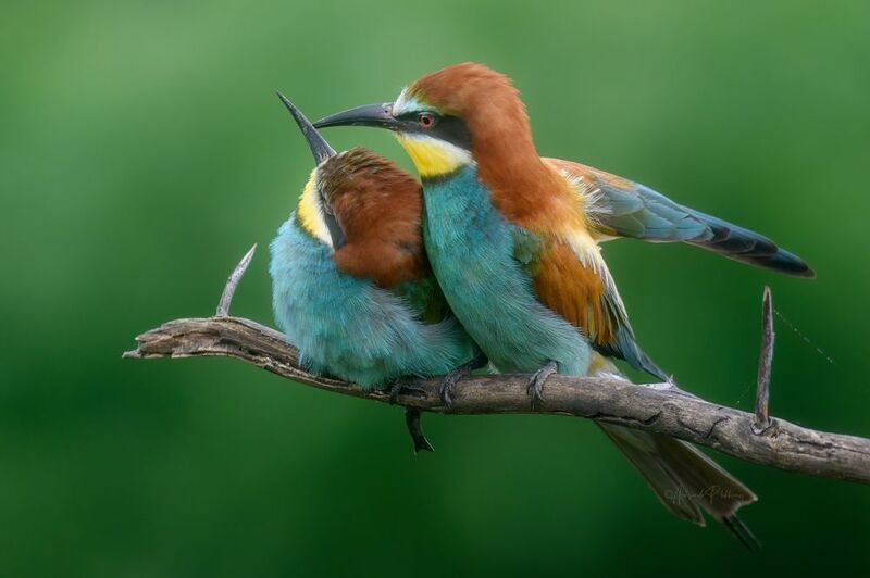 wildlife,bee-eater Нежность фото превью