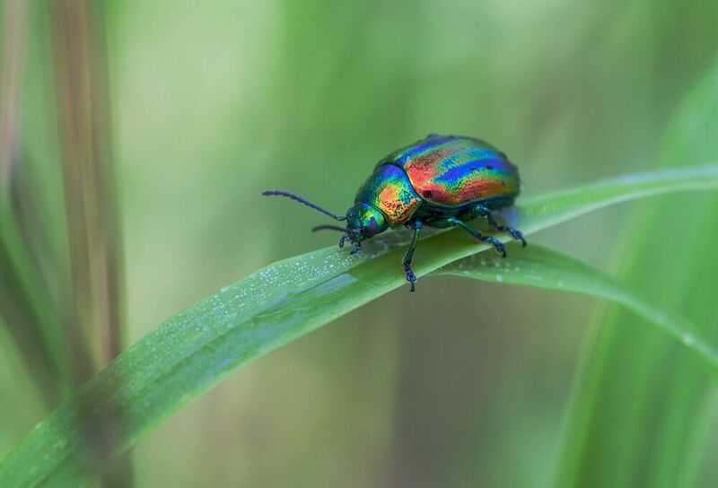 жук листоед Радуга в траве фото превью