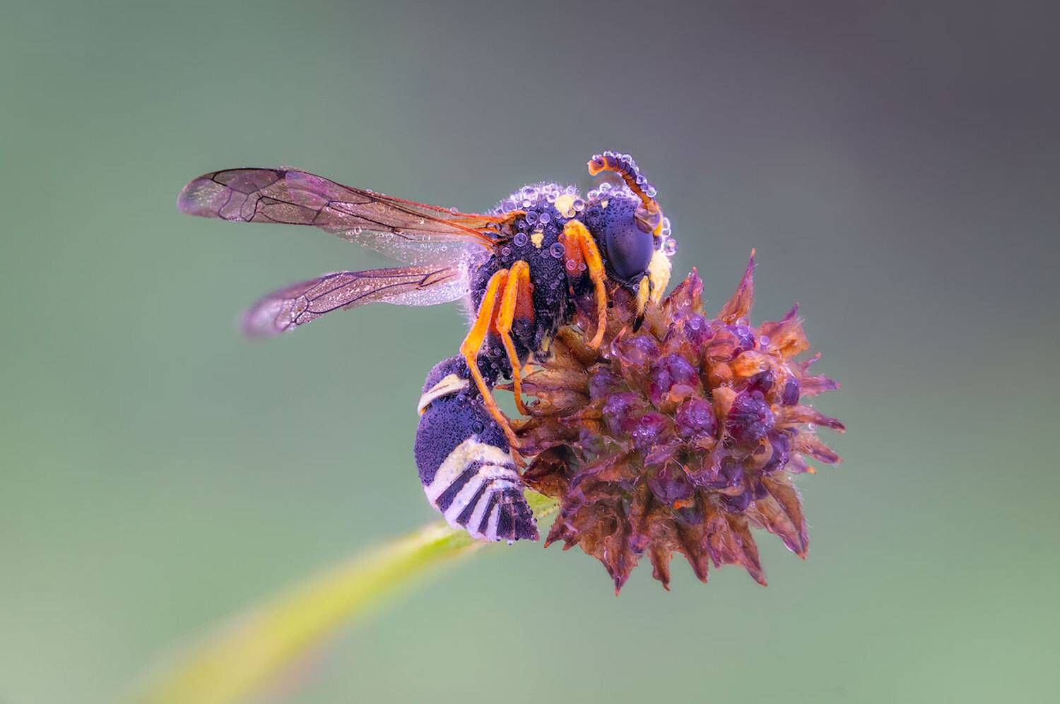 , Сергей Брагин