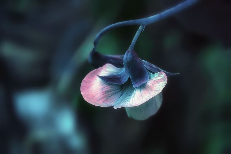 цветок, душистый горошек Душистый горошек фото превью