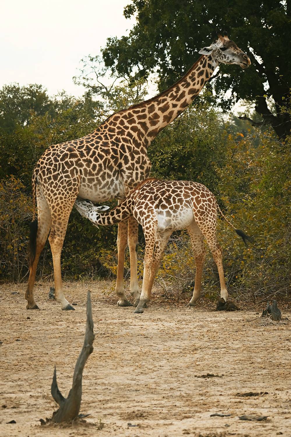 , Худзинская Ирина